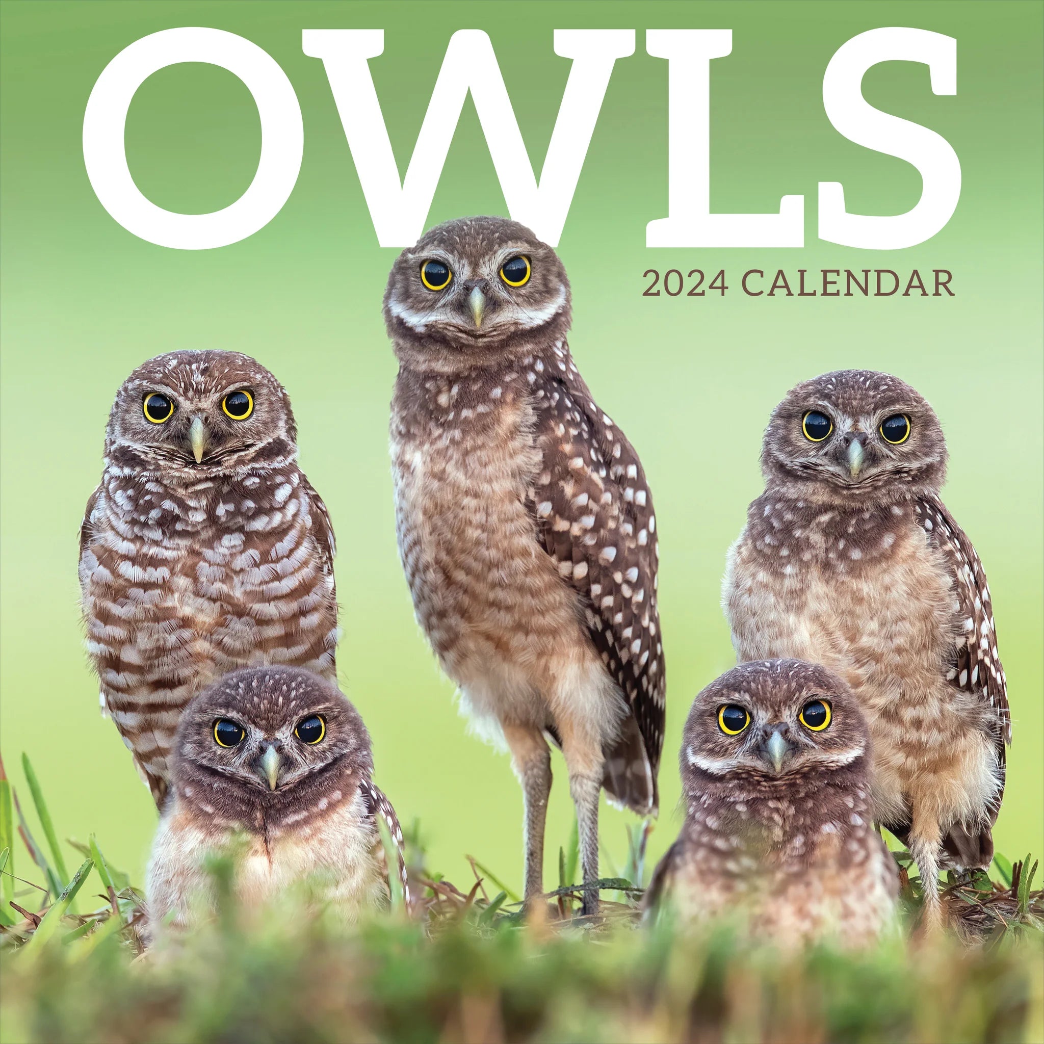 2024 Owls (by TF Publishing) - Square Wall Calendar