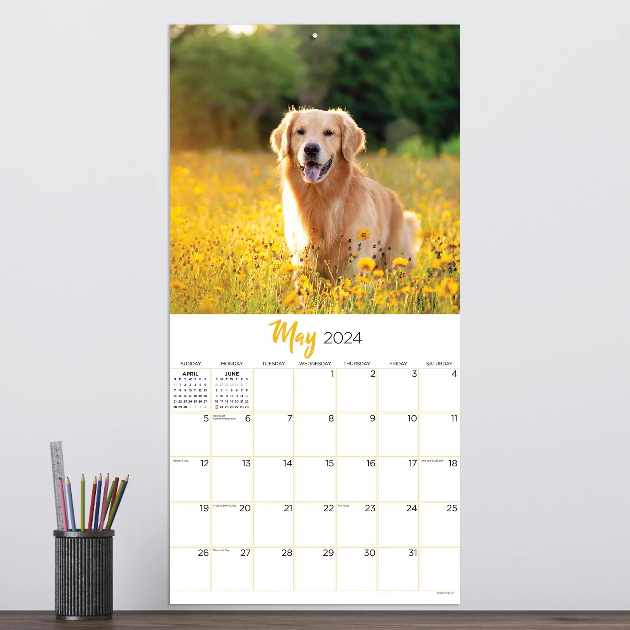 2024 Golden Retrievers (by TF Publishing) - Square Wall Calendar