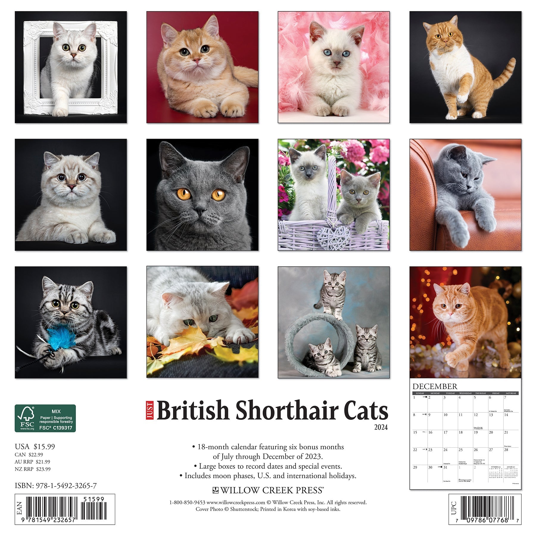 2024 British Shorthair Cats - Wall Calendar