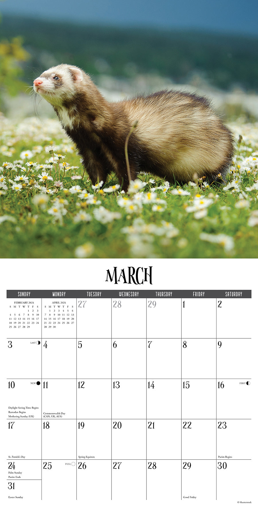 2024 Ferrets - Wall Calendar