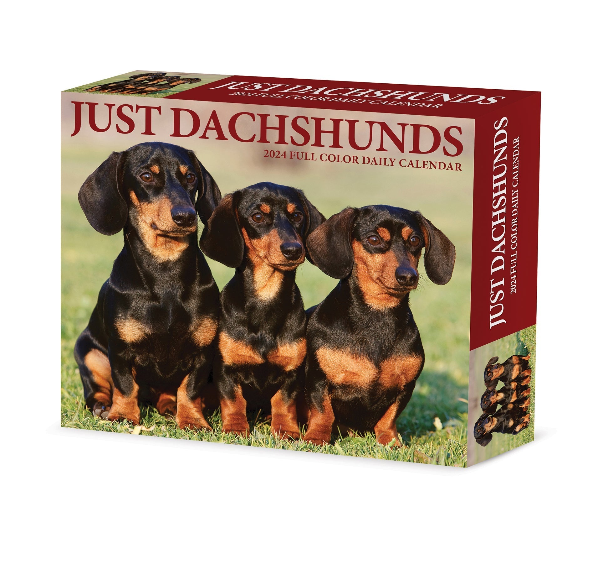 2024 Dachshunds - Boxed Page A Day Calendar