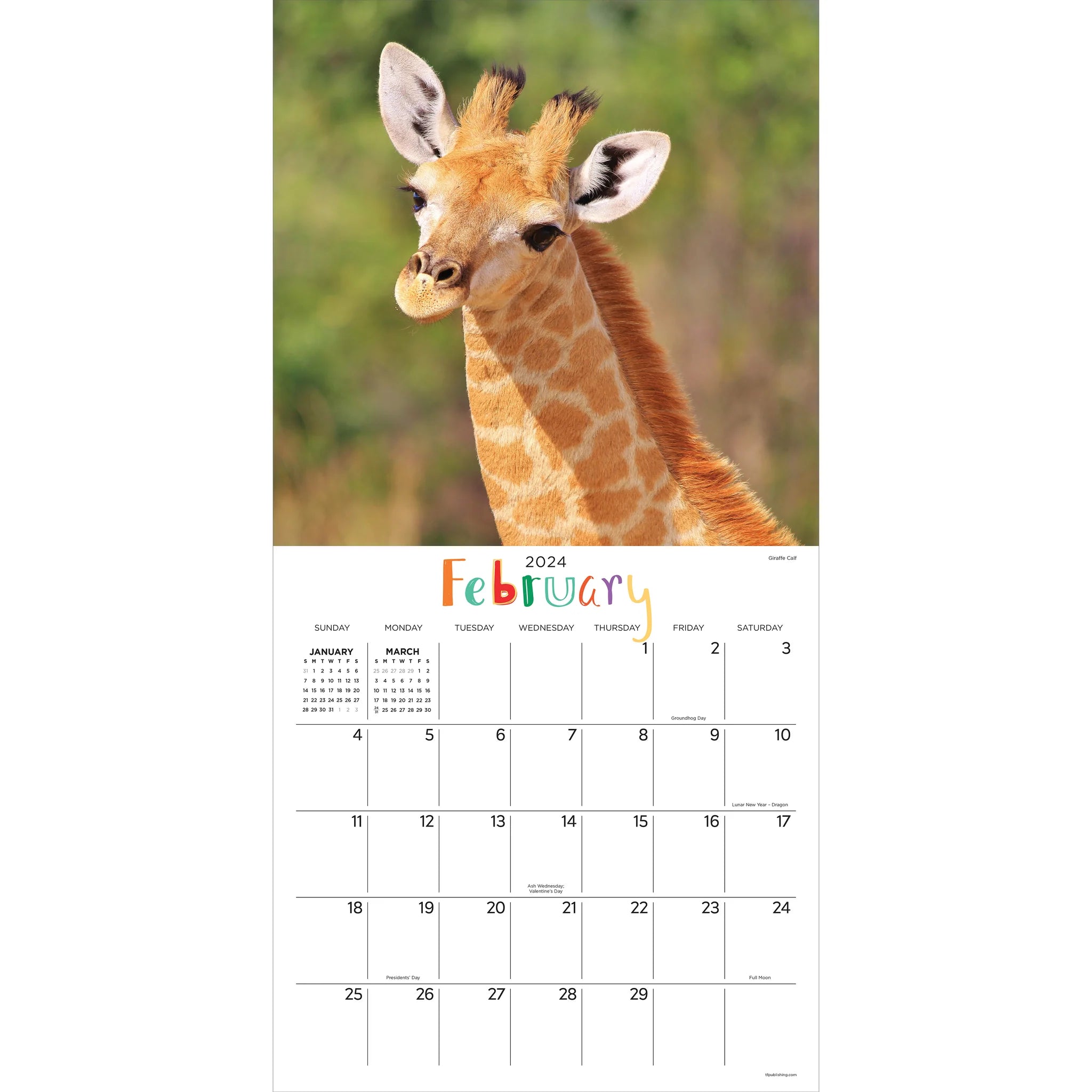 2024 Baby Animals (by TF Publishing) - Square Wall Calendar