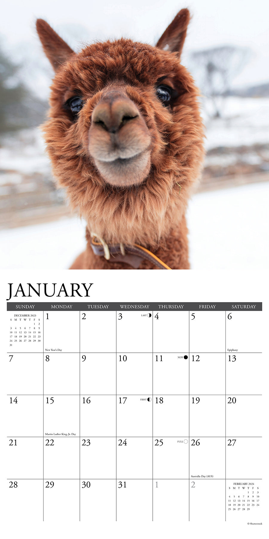 2024 Alpacas - Wall Calendar