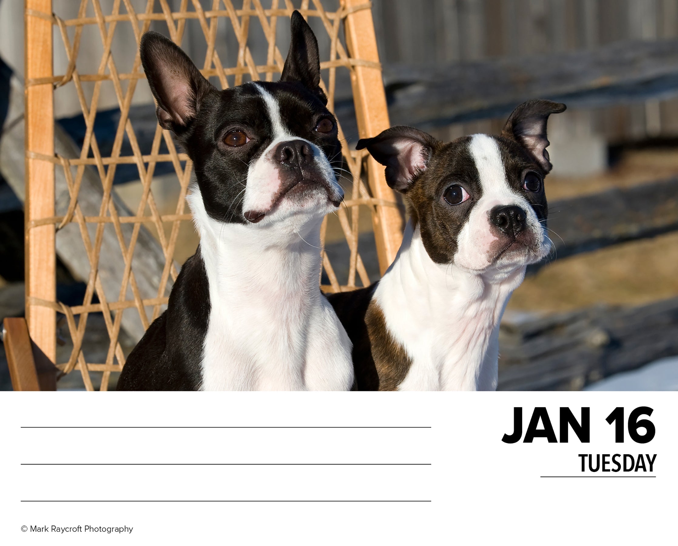 2024 Boston Terriers - Boxed Page A Day Calendar