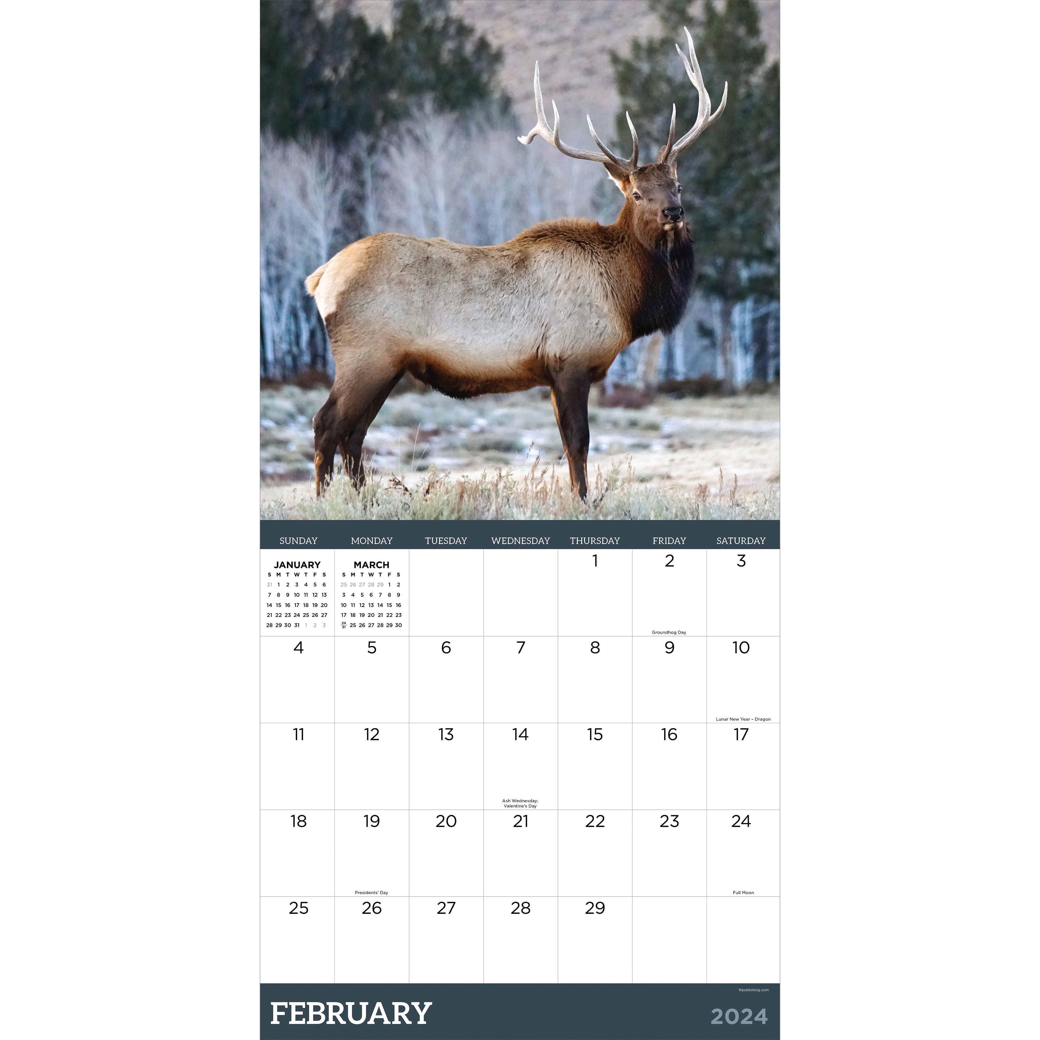2024 Deer - Square Wall Calendar