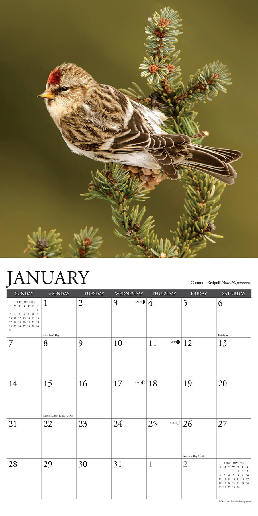 2024 Backyard Birds - Wall Calendar