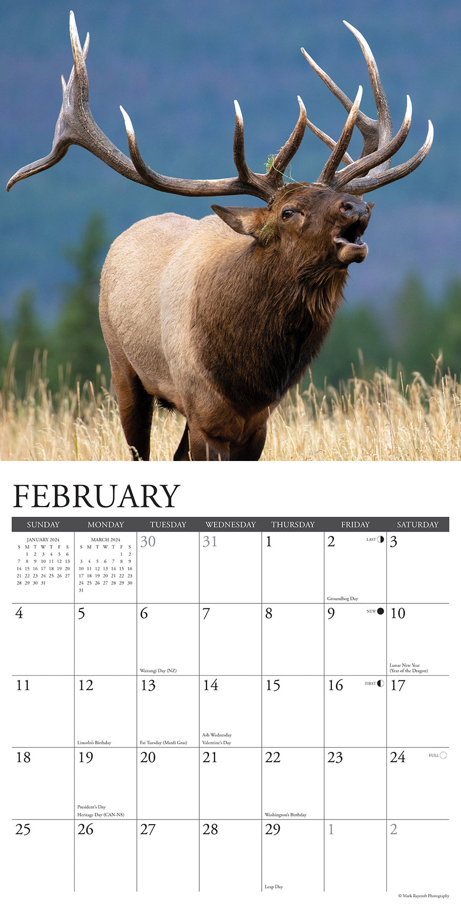 2024 Bull Elk - Wall Calendar