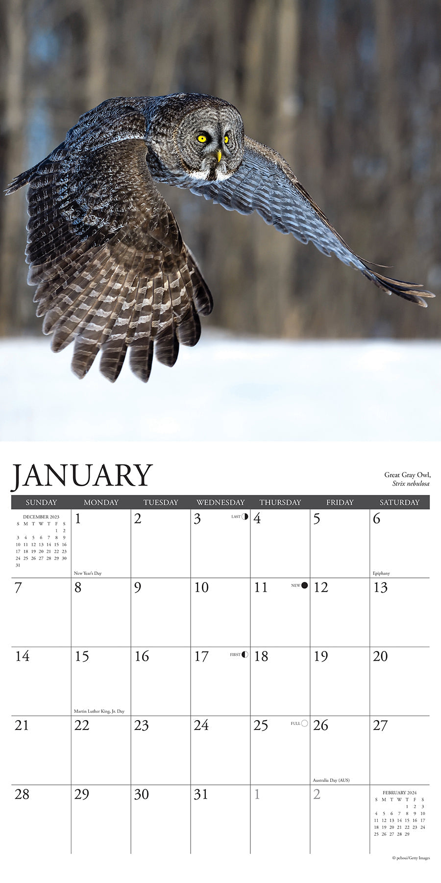 2024 Owls - Wall Calendar