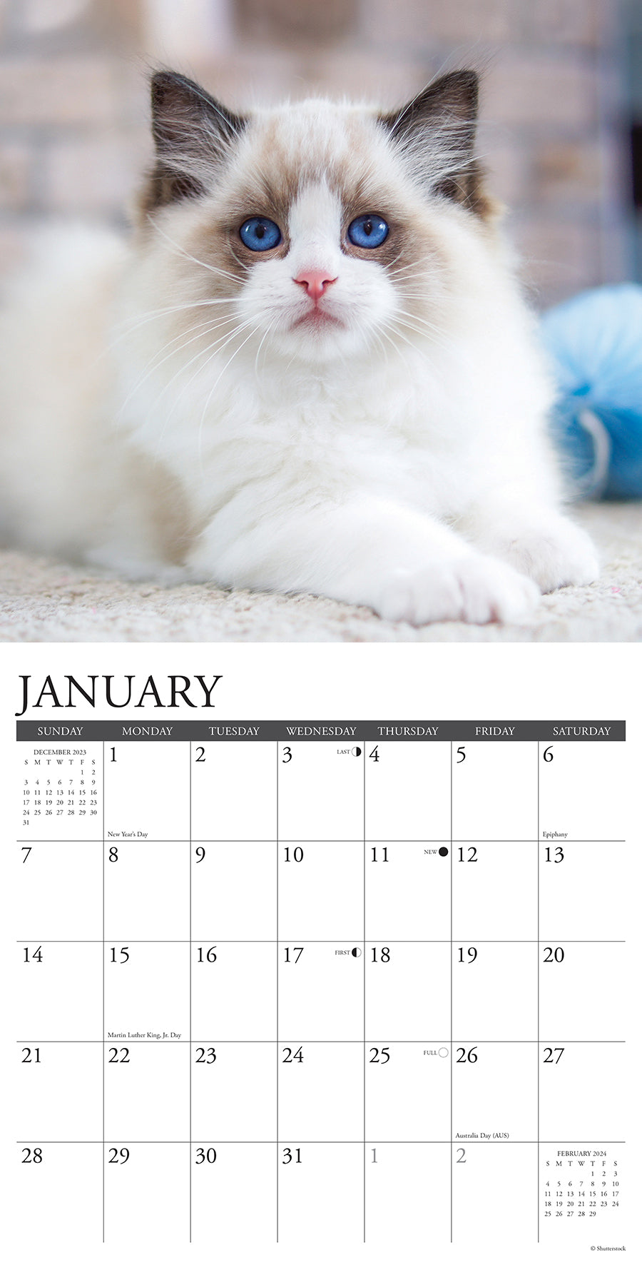 2024 Ragdoll Cats - Wall Calendar