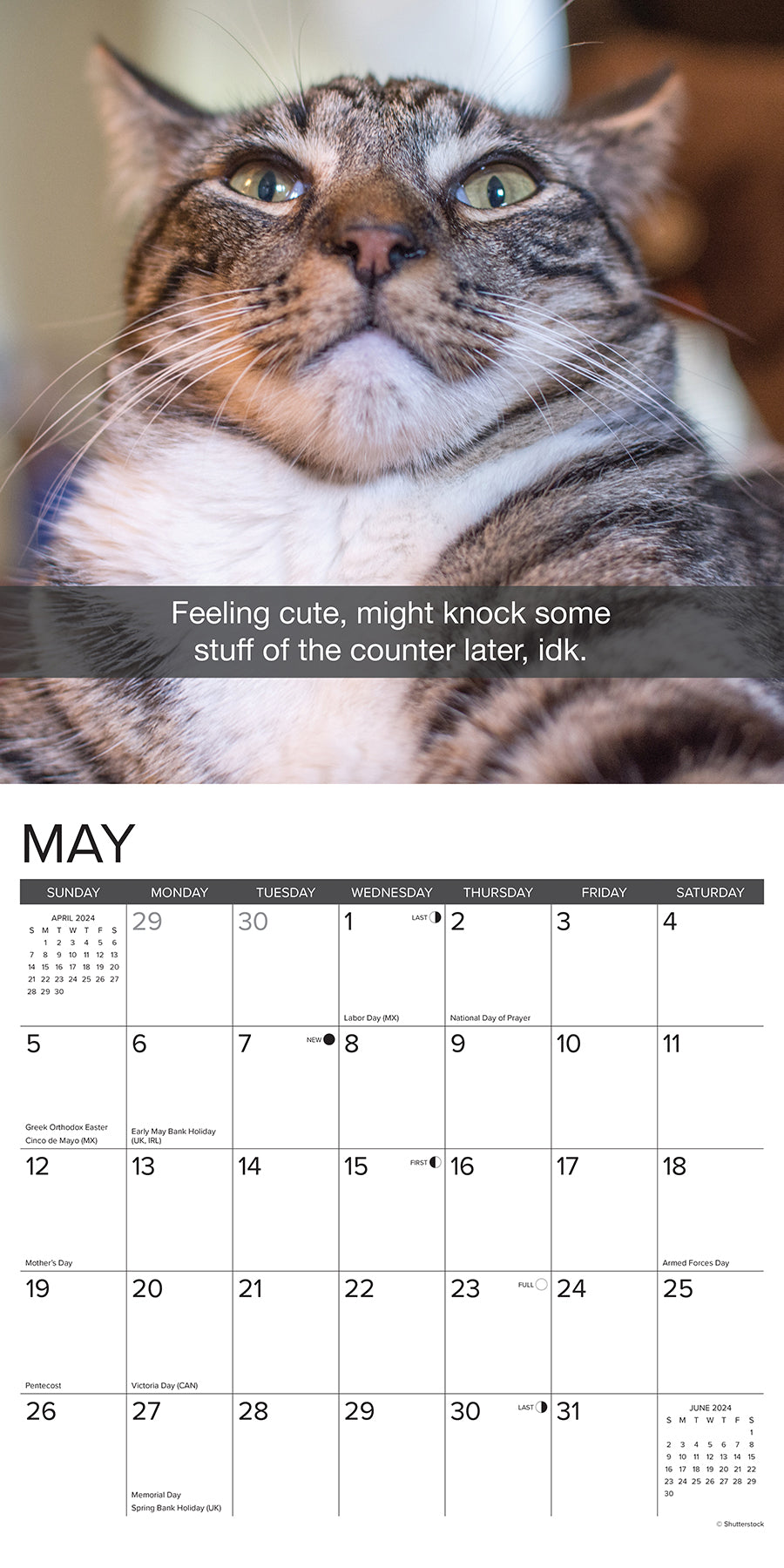 2024 Snapcats - Wall Calendar