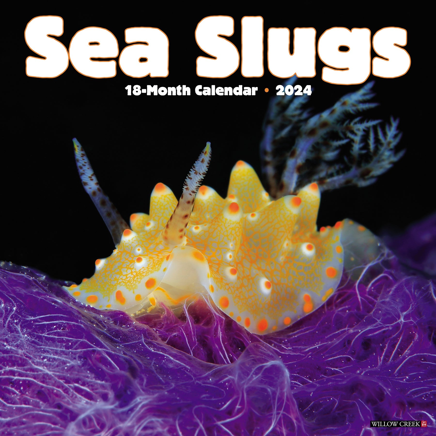 2024 Sea Slugs - Wall Calendar