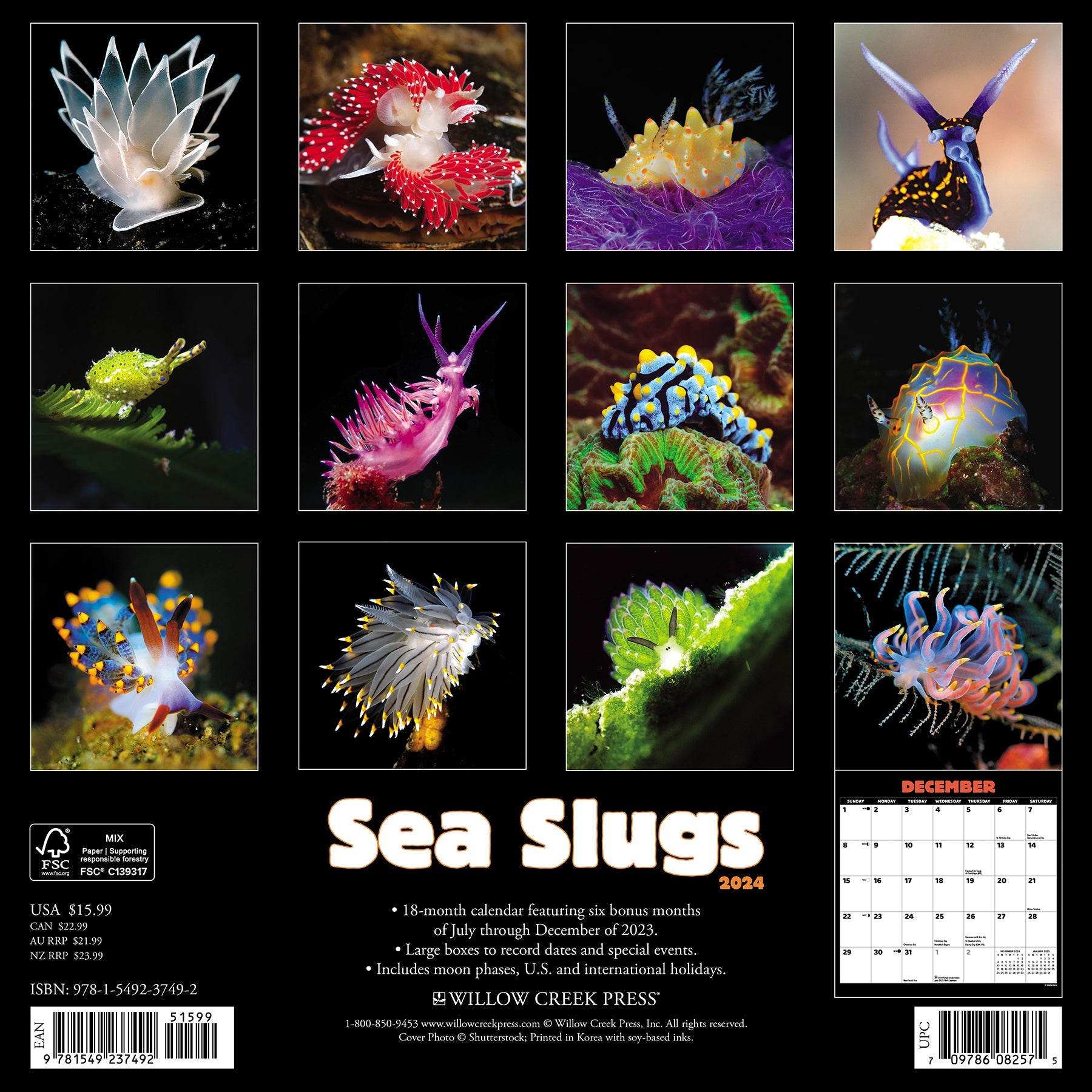 2024 Sea Slugs - Wall Calendar