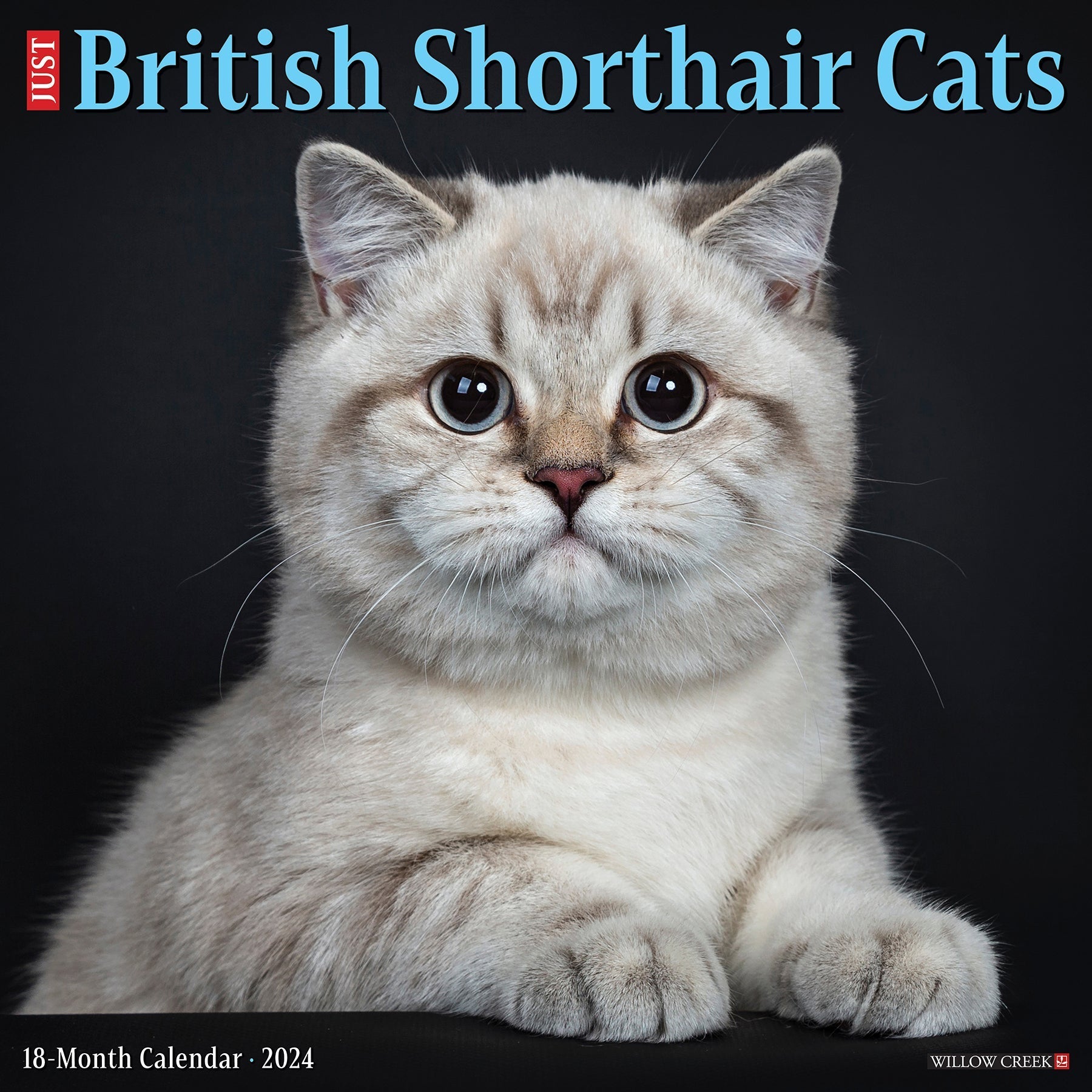 2024 British Shorthair Cats - Wall Calendar