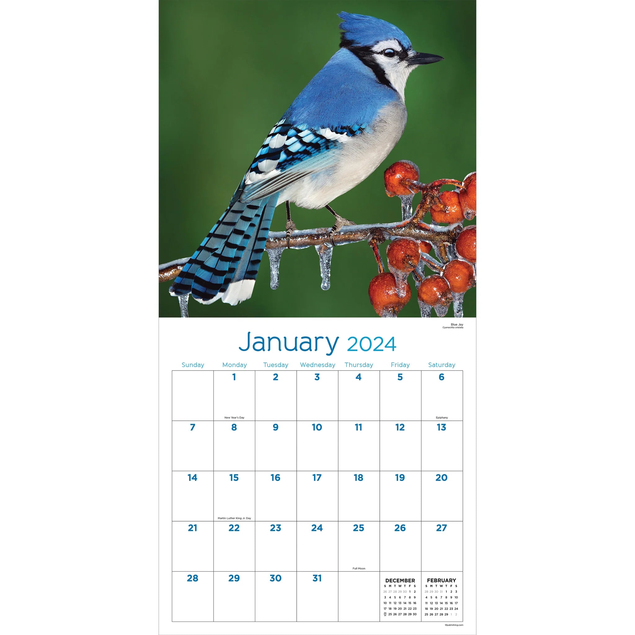 2024 Backyard Birds - Square Wall Calendar