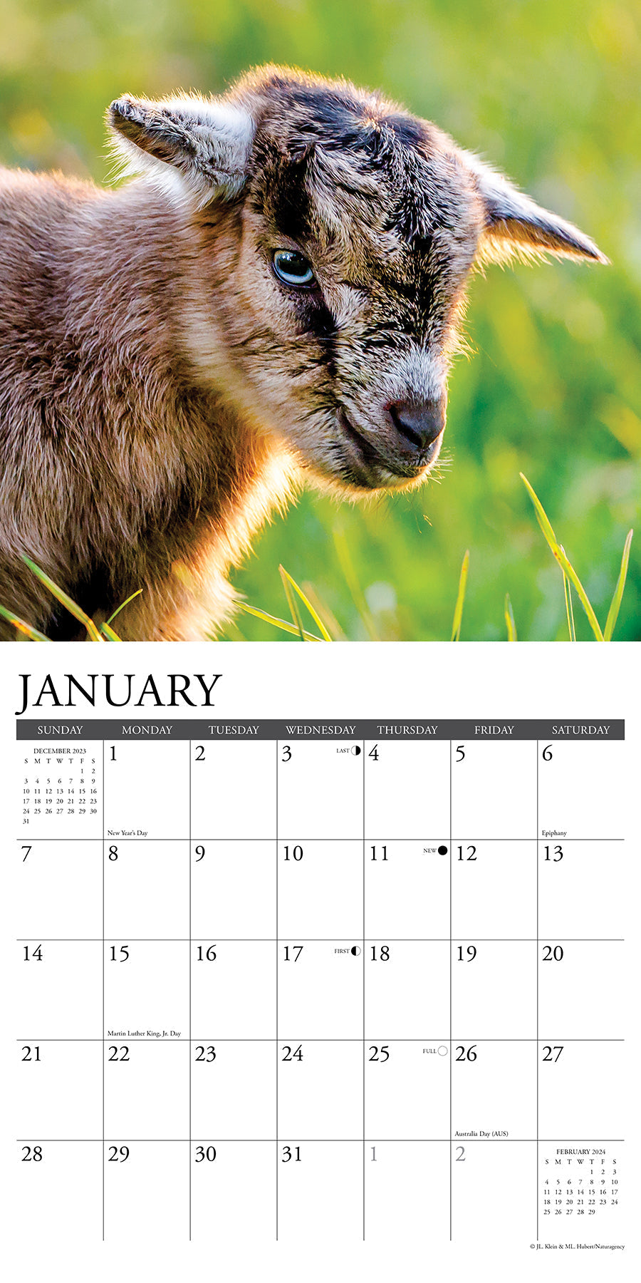 2024 Baby Goats - Wall Calendar