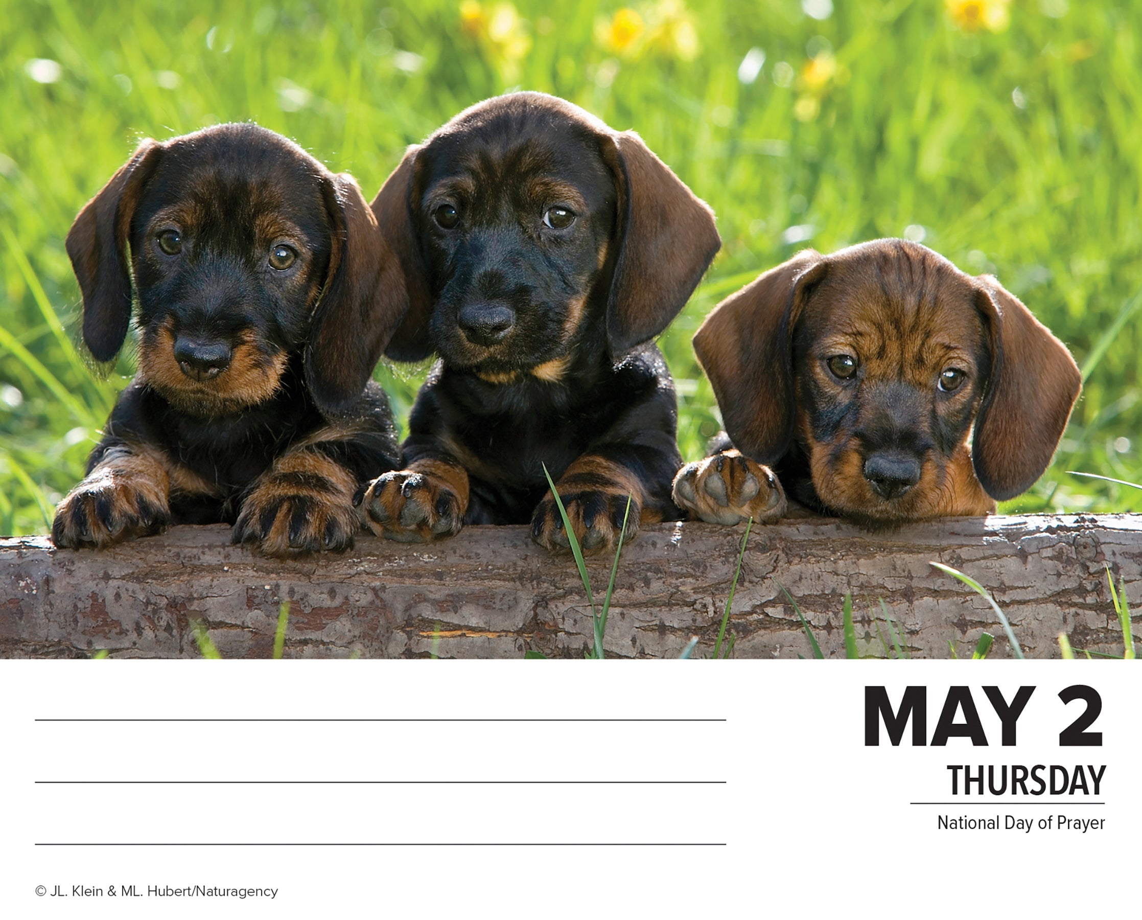 2024 Dachshunds - Boxed Page A Day Calendar