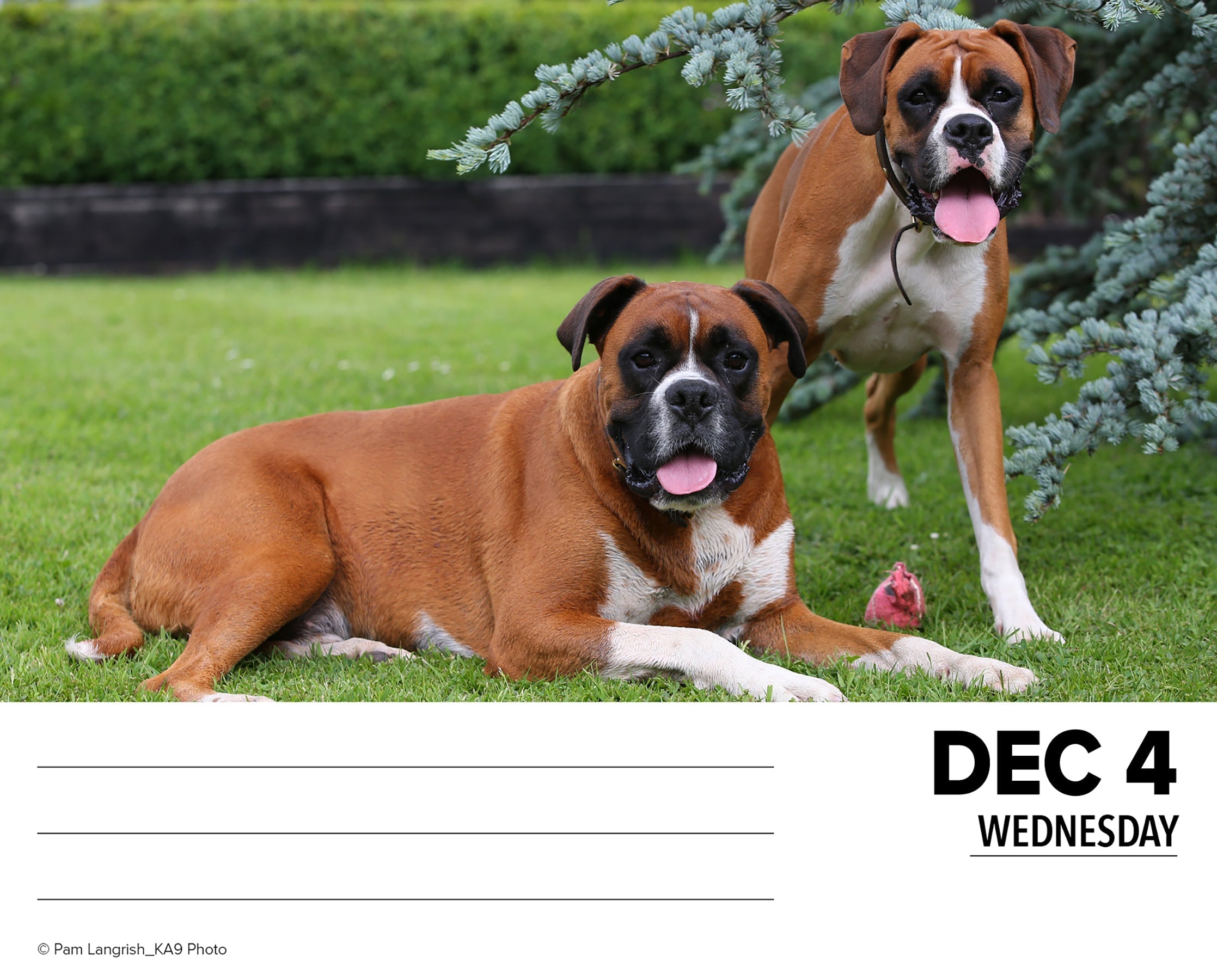 2024 Boxers - Boxed Page A Day Calendar