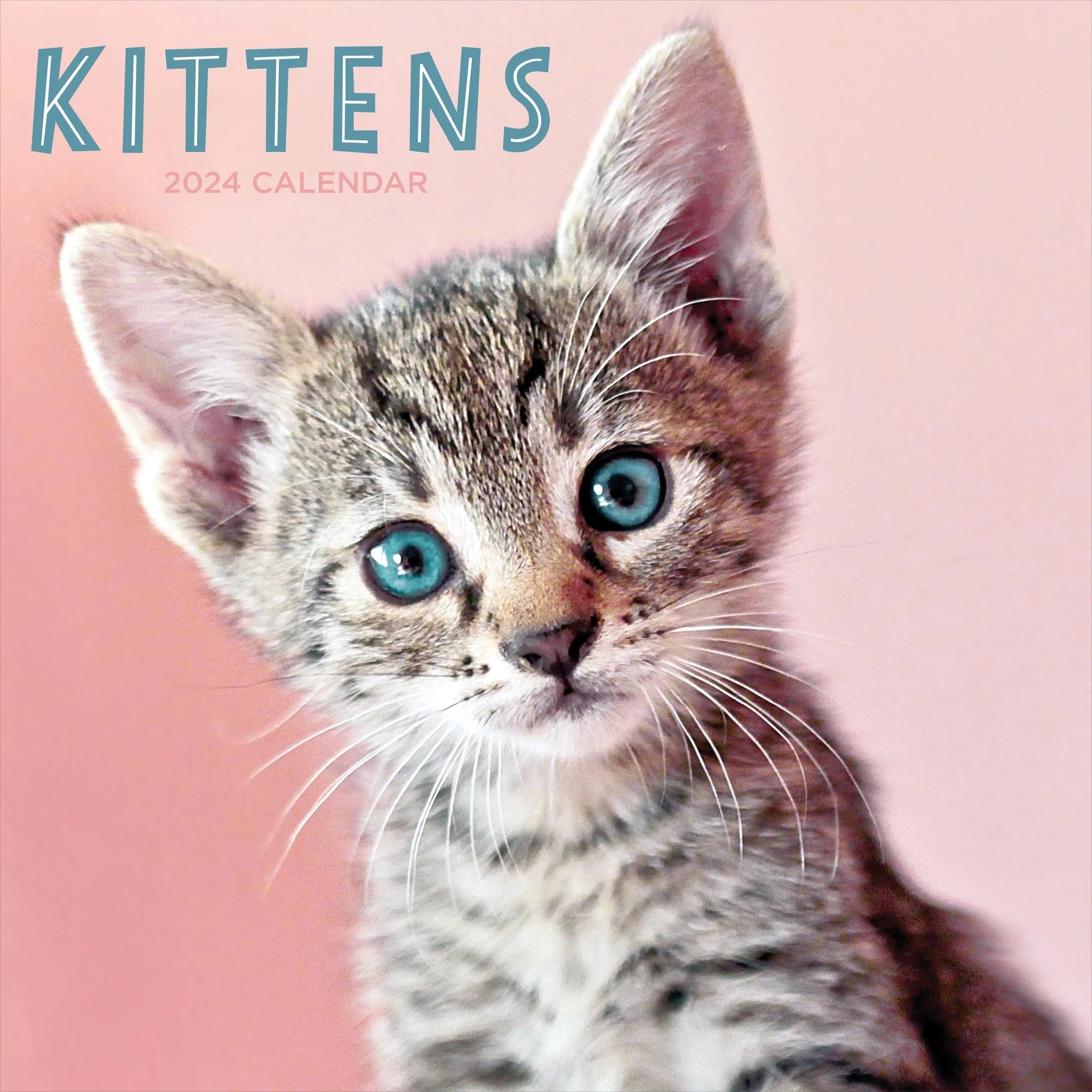 2024 Kittens (by TF Publishing) - Square Wall Calendar